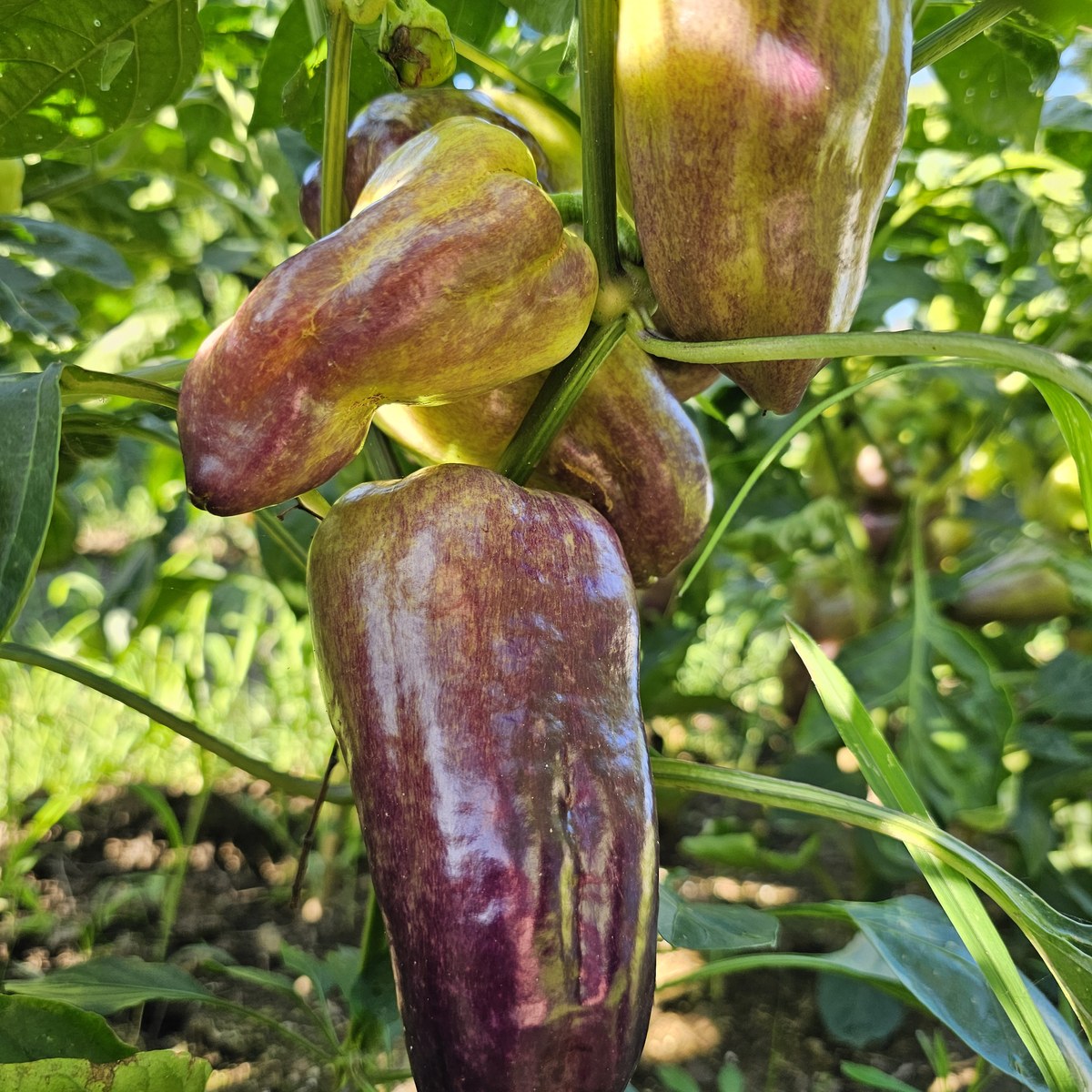 Peppers