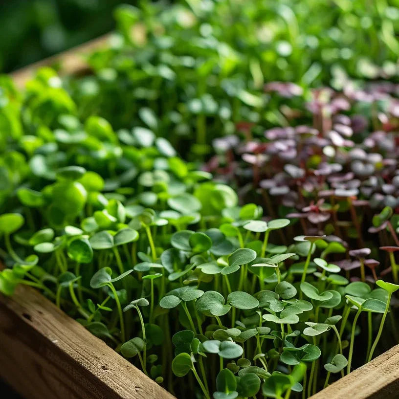 Tiny Greens, Big Medicine