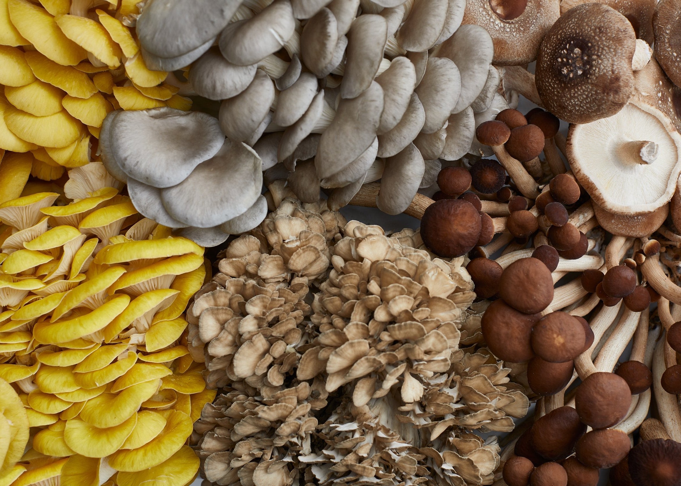 • Gourmet Mushrooms •