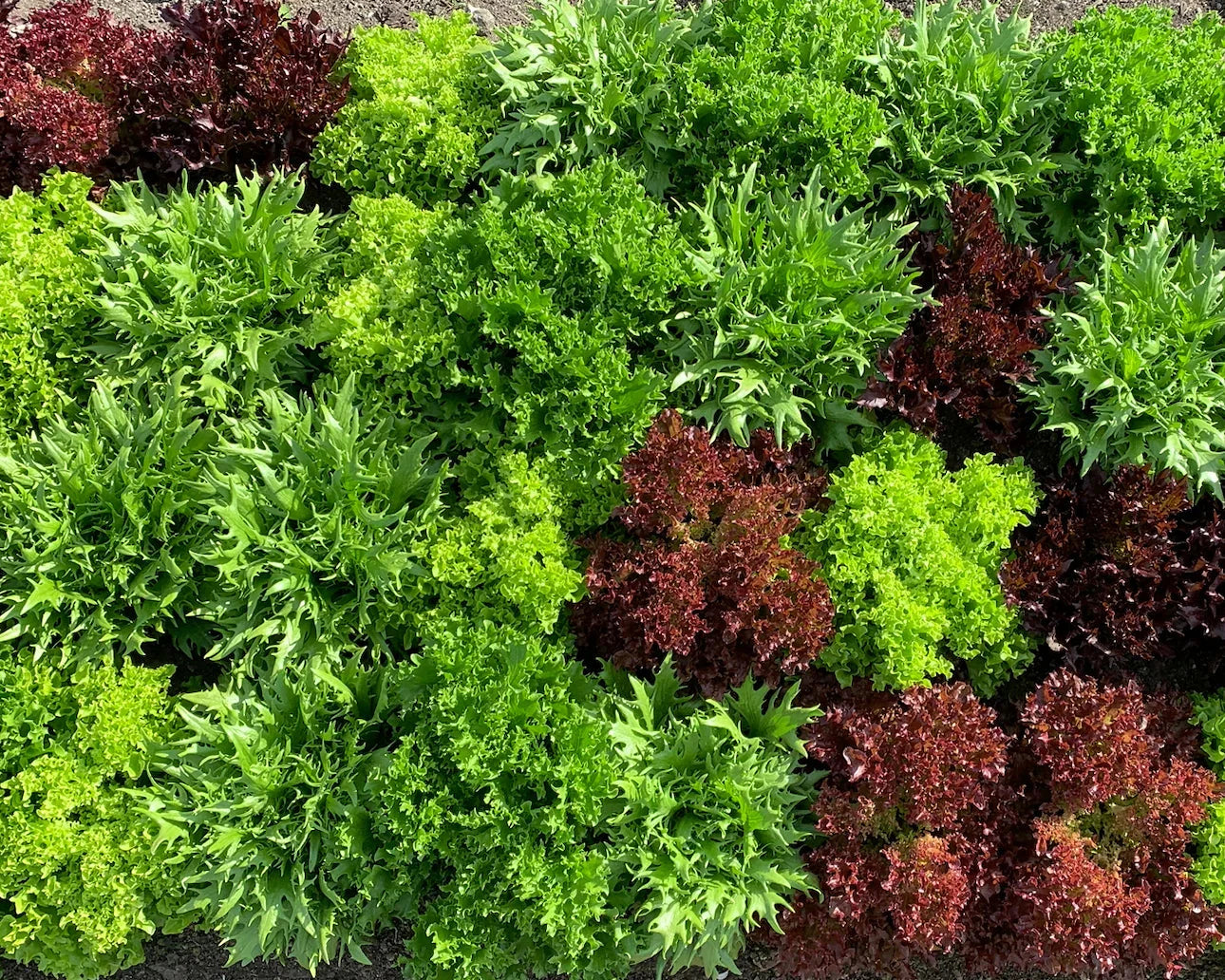 • Lush Greens •