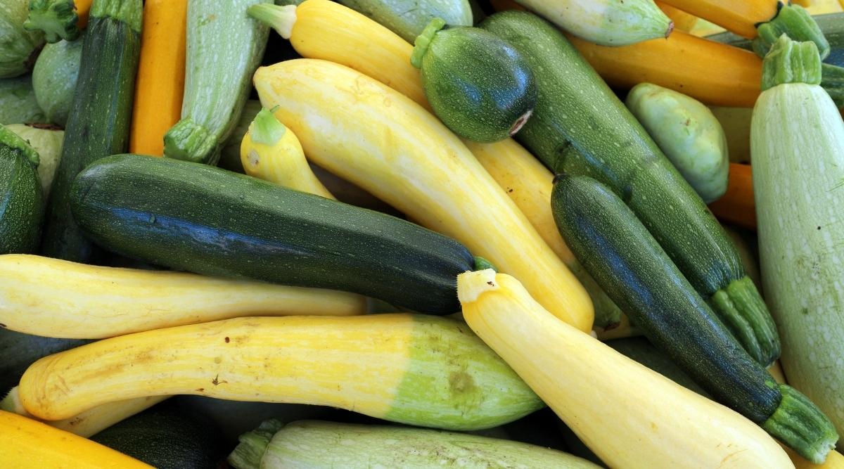 • Succulent Squash •