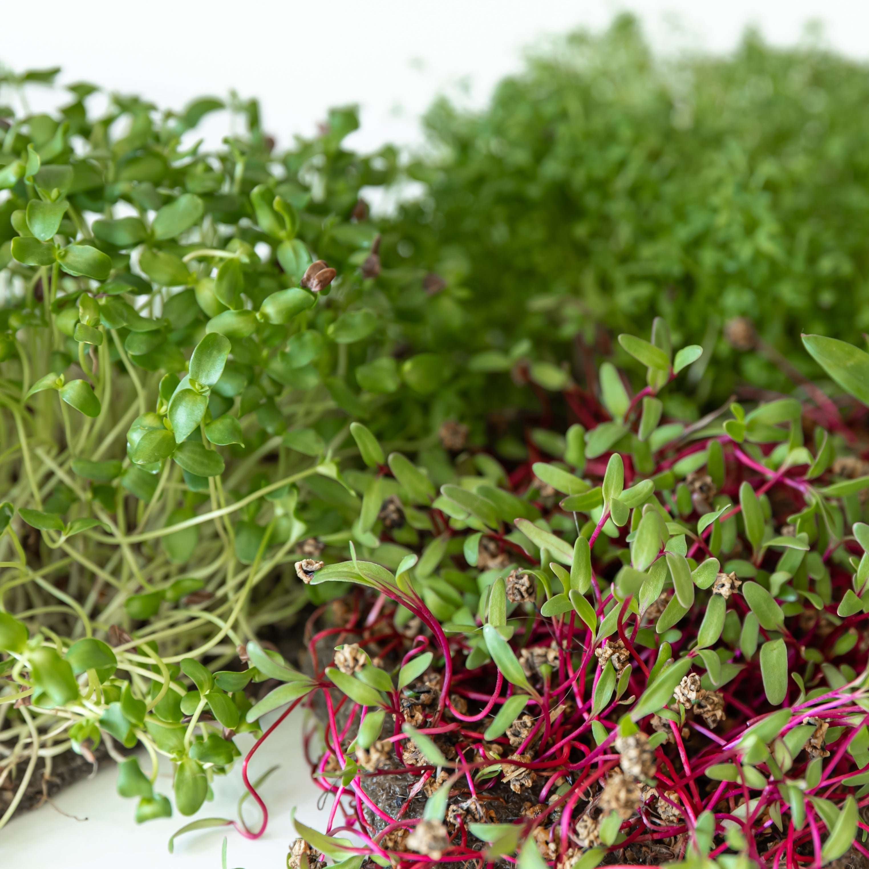 • Vibrant Microgreens •