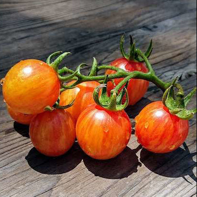 Sunrise Bumblebee Cherry Tomato Insta-Garden