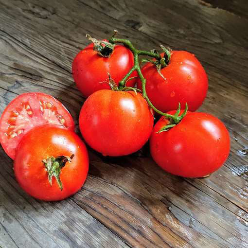 Stupice Tomato Starts