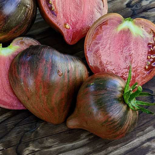 Rebel Starfighter Prime Tomato