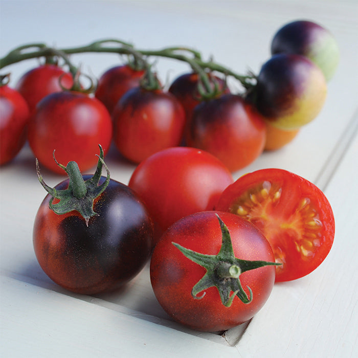 Indigo Cherry Drop Tomato Insta-Garden