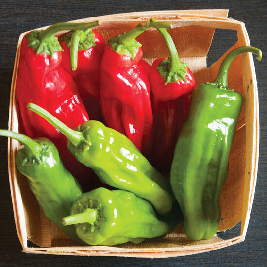 Mellow Star Shishito Pepper Starts