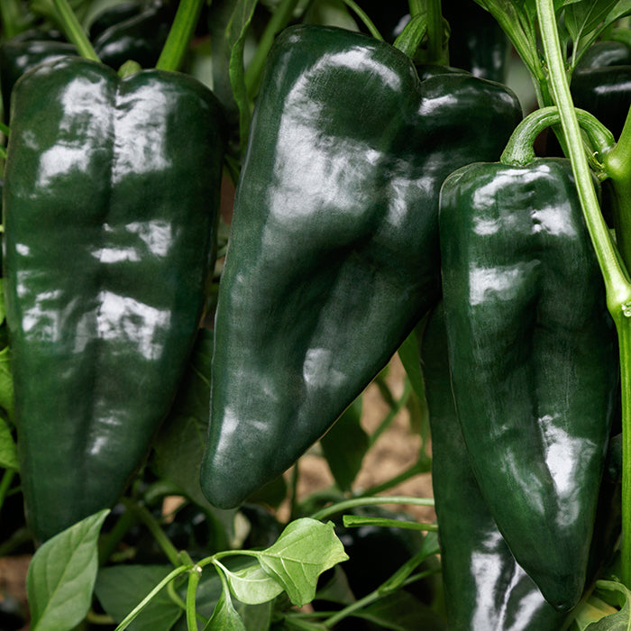 Sargento Poblano Pepper