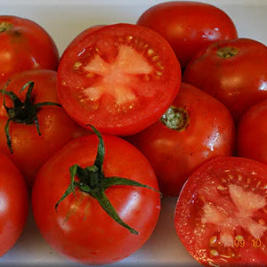 42 Day Tomato Insta-Garden