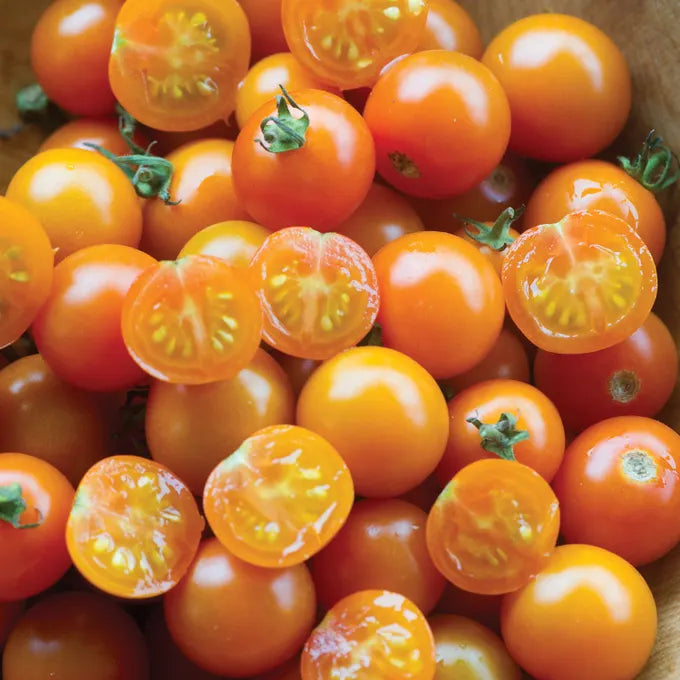 Sungold Cherry Tomato Starts