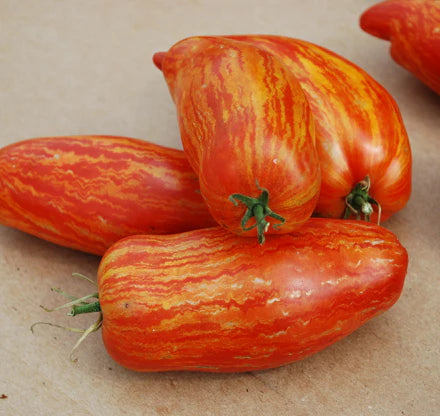 Striped Roman Paste Tomato Starts