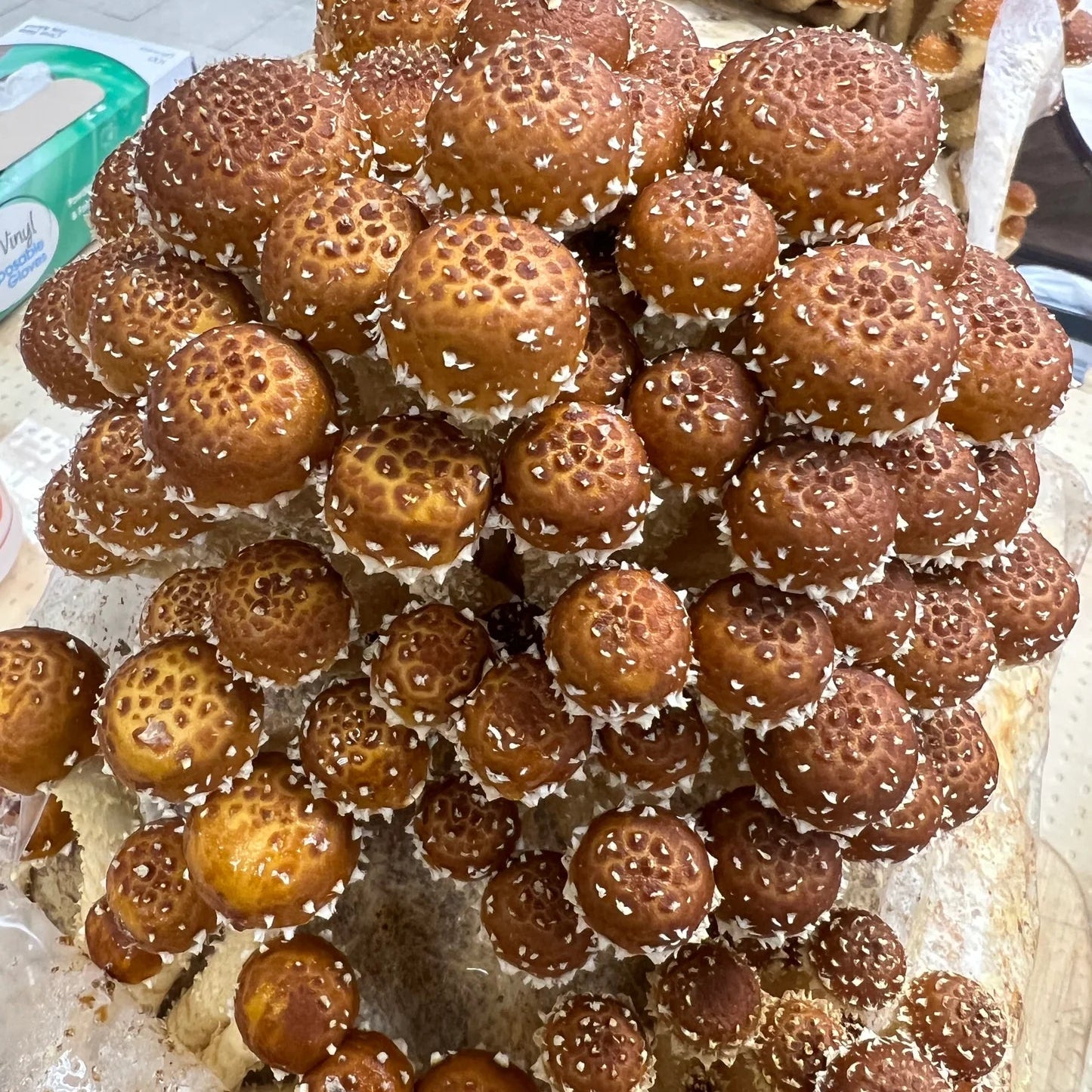 Chestnut Mushroom