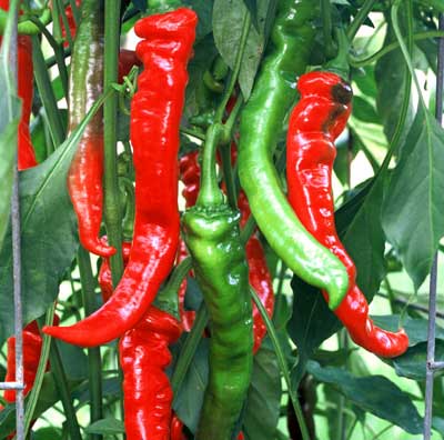 Jimmy Nardello Pepper