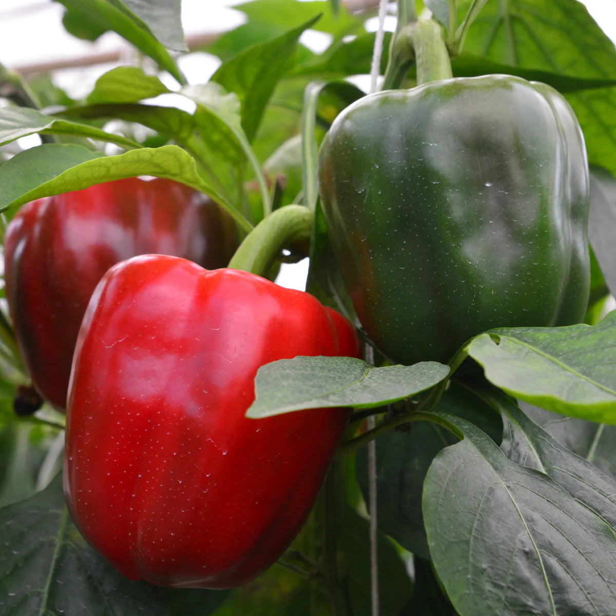King Arthur Bell Pepper Starts