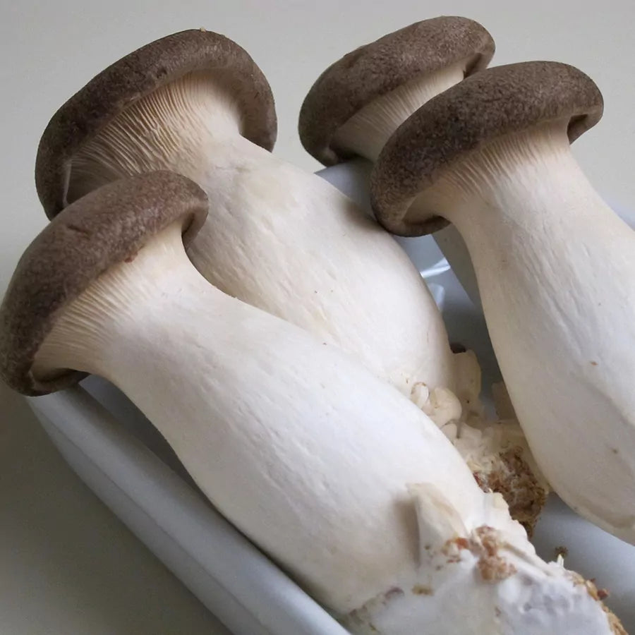 King Oyster Mushroom