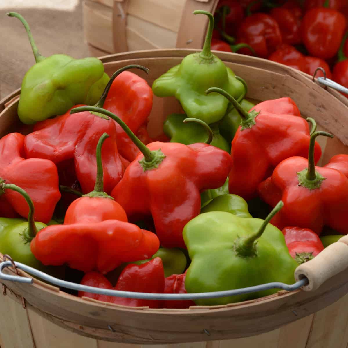 Mad Hatter Sweet Pepper Starts
