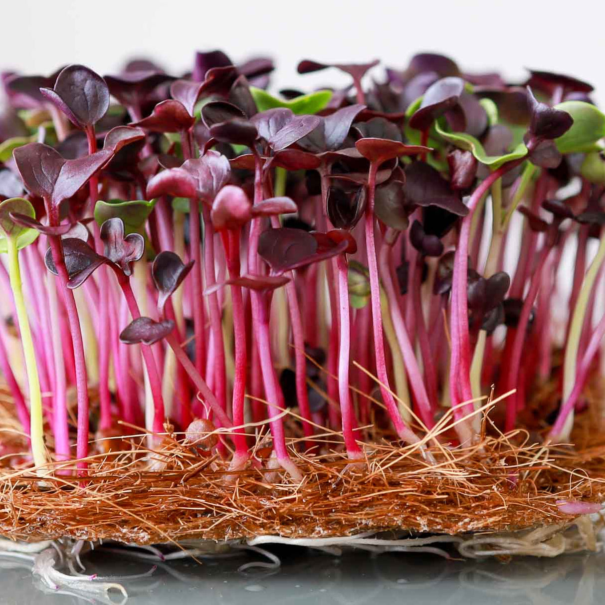 Purple Radish Microgreens