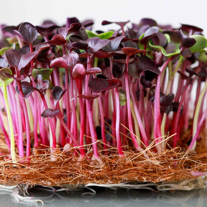 Radish Microgreens