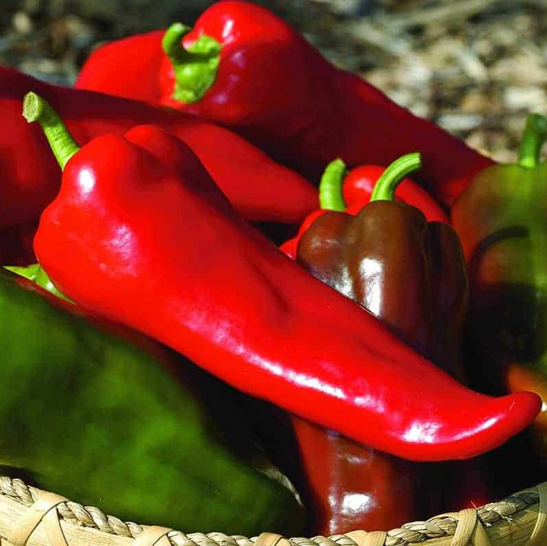 Carmen Sweet Pepper Starts