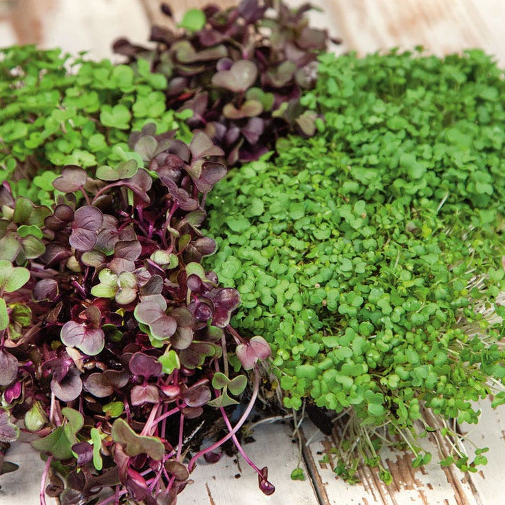 Confetti Mix Microgreens