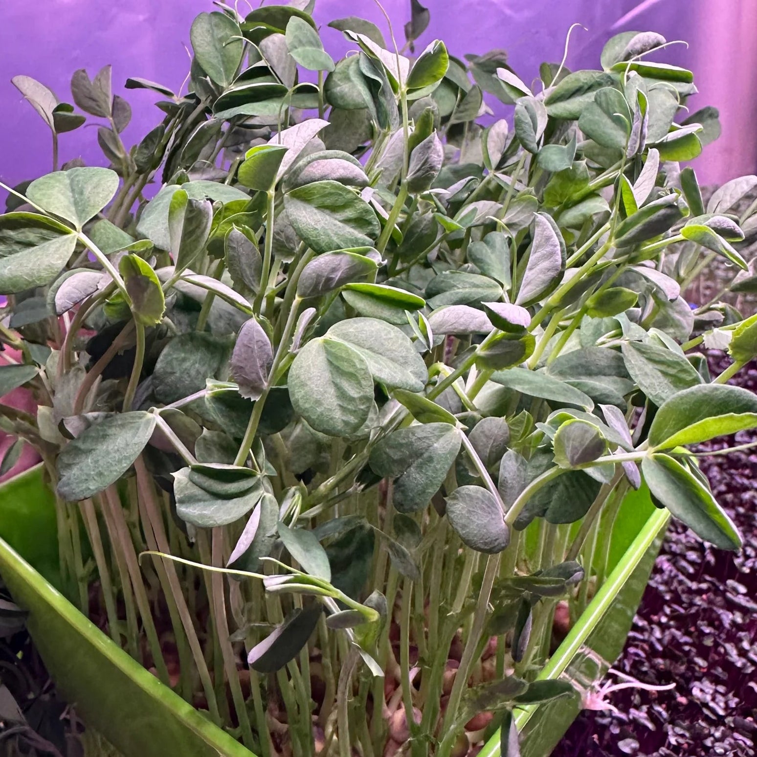Speckled Pea Microgreens