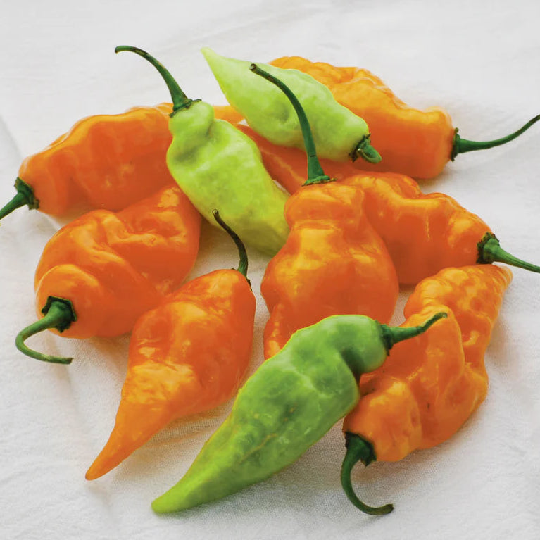 Habanada Sweet Pepper Starts