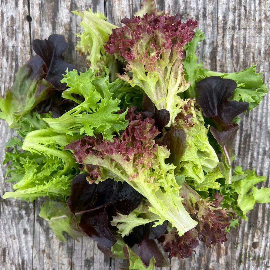 Alchemy Gardens Salad Mix