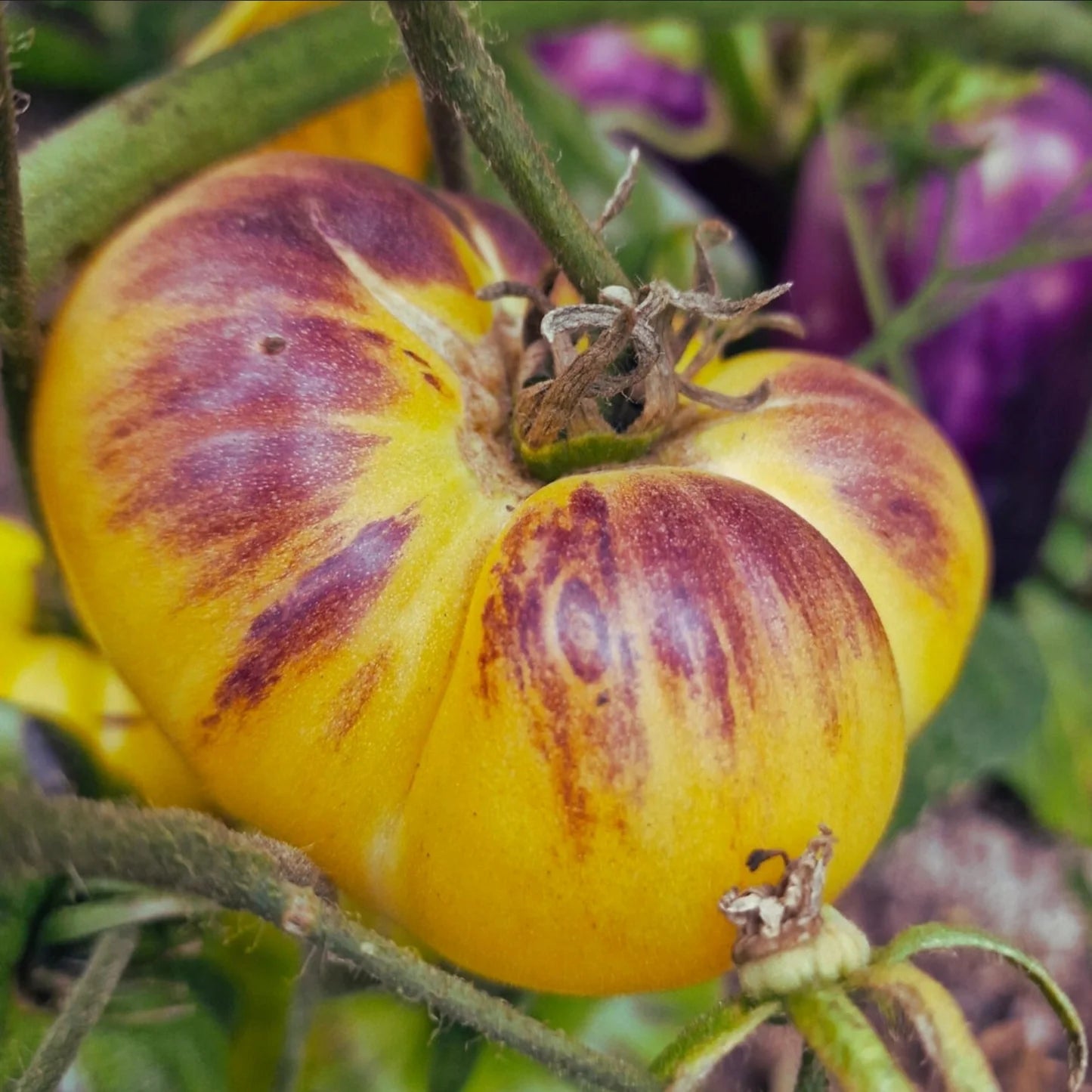 Sart Roloise Tomato Starts