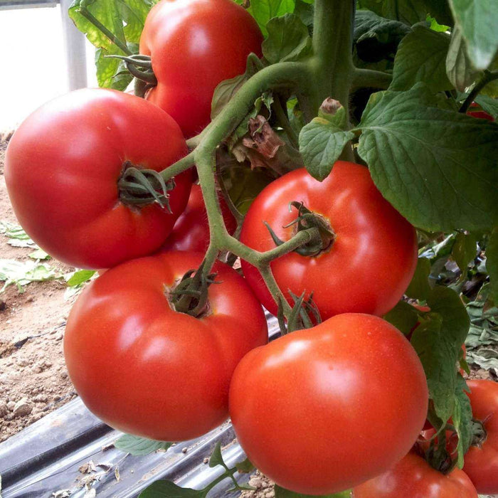 Big Beef Tomato