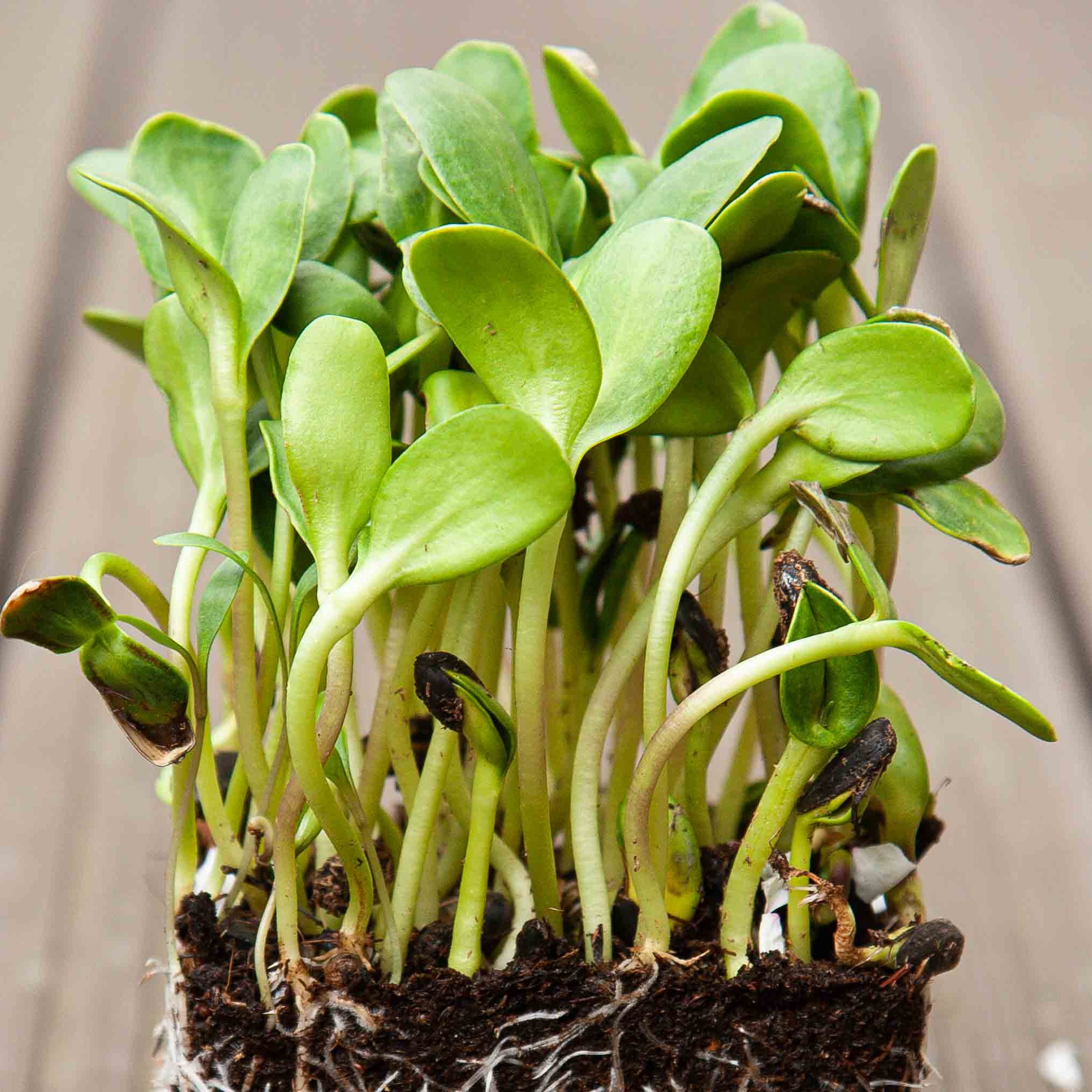 Sunflower Microgreens