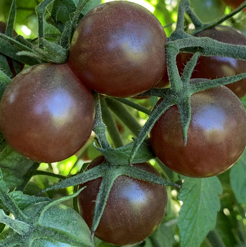 Black Cherry Tomato Insta-Garden