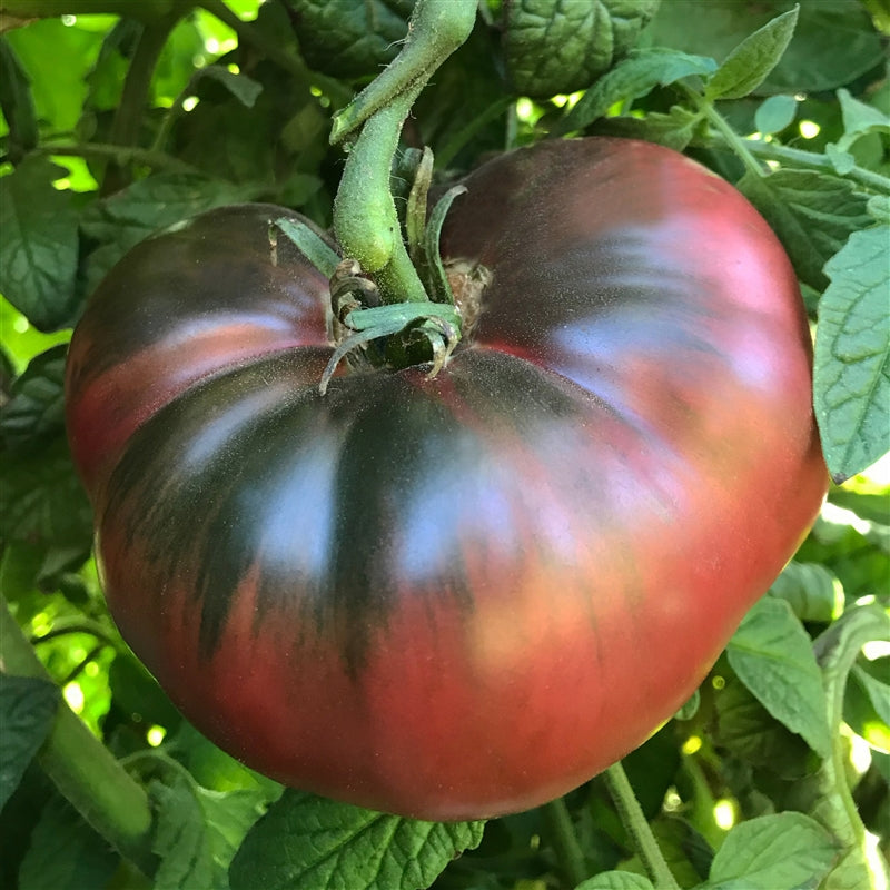 Cherokee Purple Tomato Starts