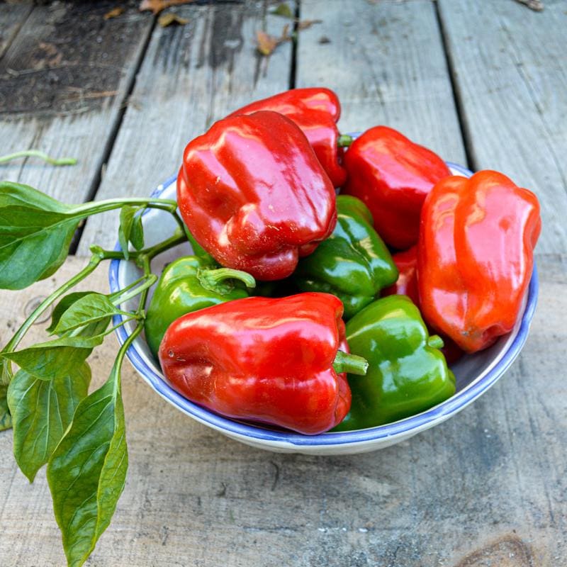 Ace Sweet Pepper Starts