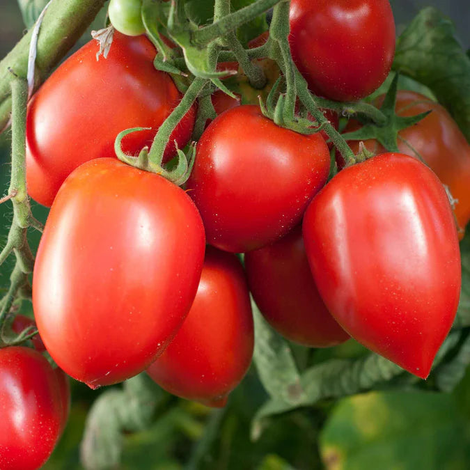 Amish Paste Tomato