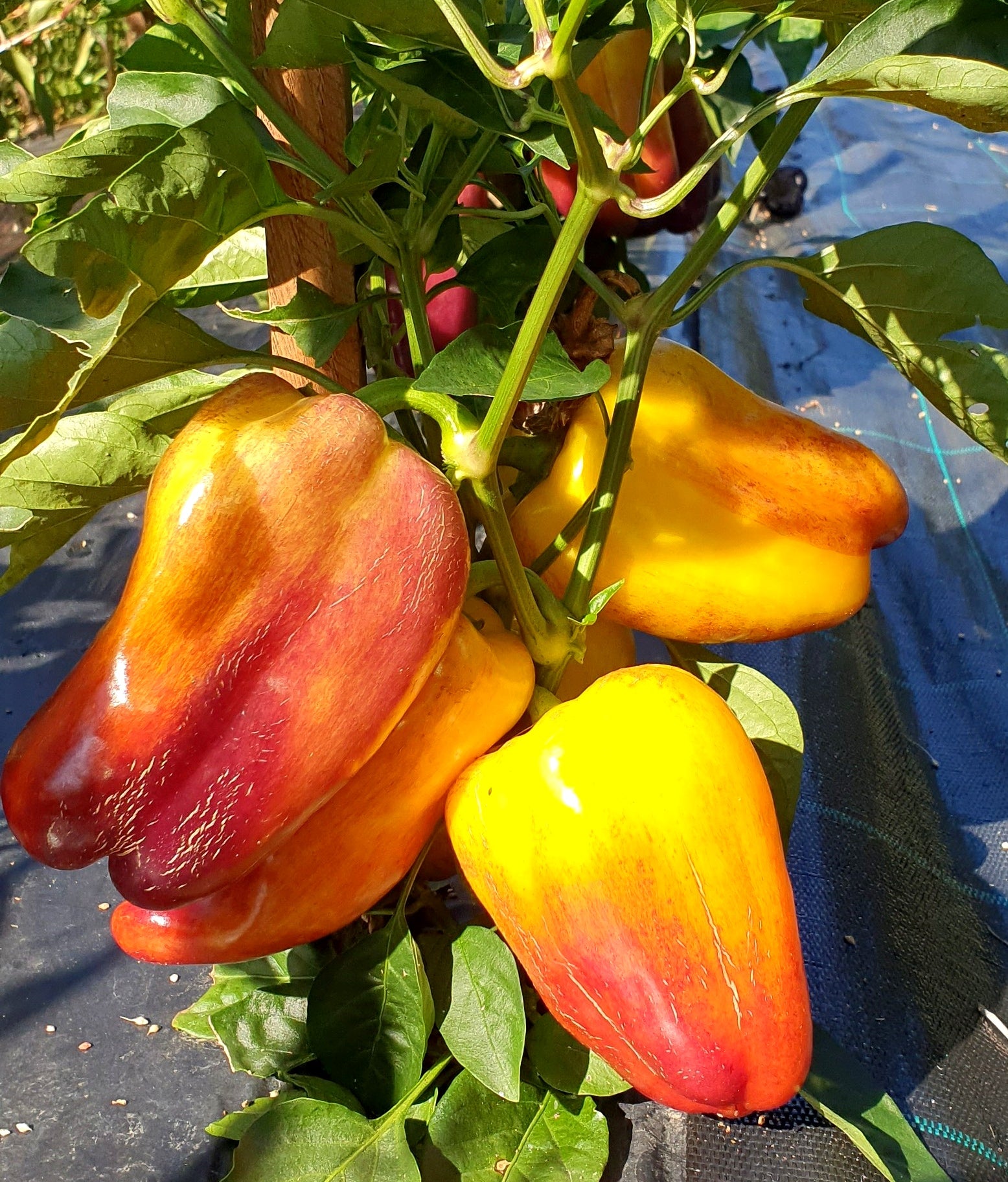 Blot Sweet Pepper Starts