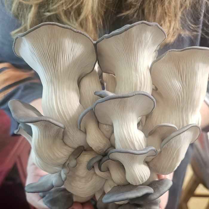 Blue Oyster Mushrooms