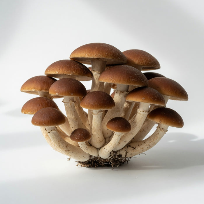 Chestnut Mushrooms