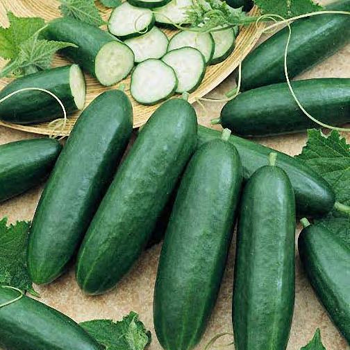 Diva Cucumber