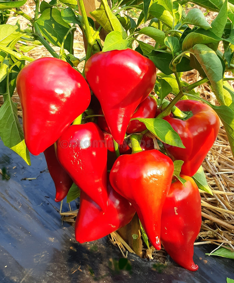 Lesya Sweet Pepper