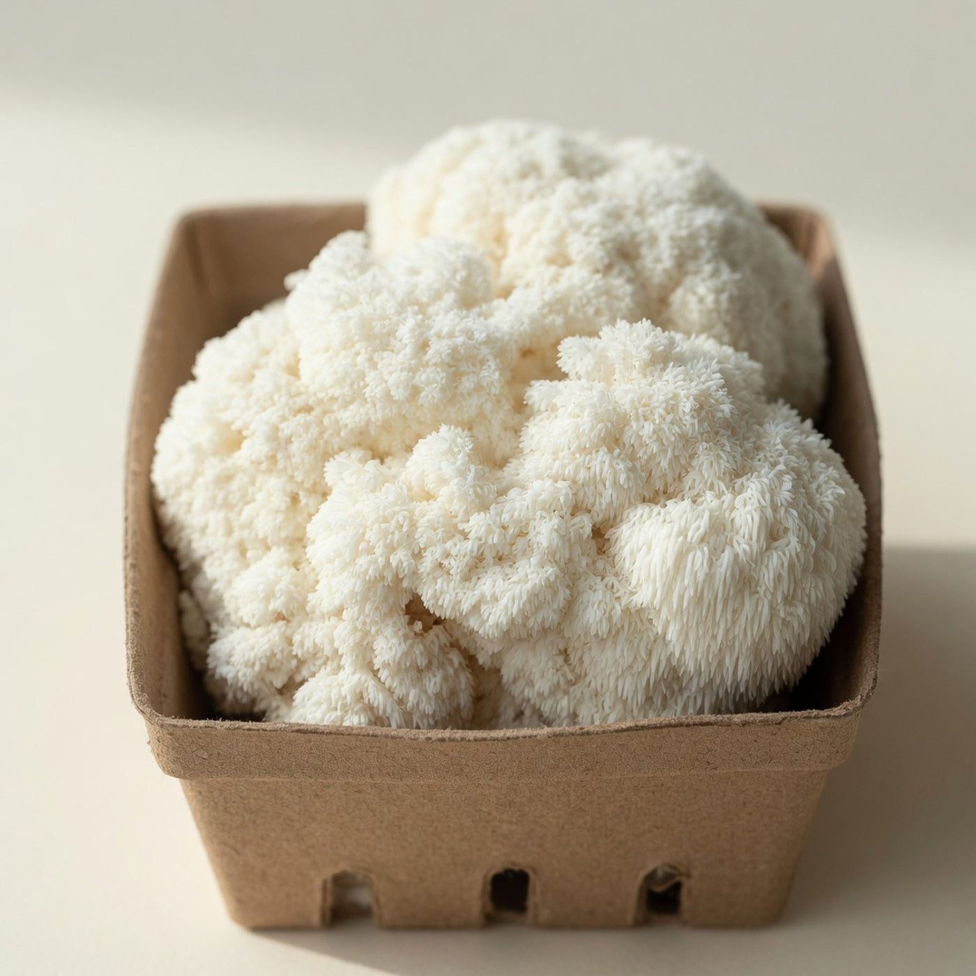 Lion's Mane Mushrooms