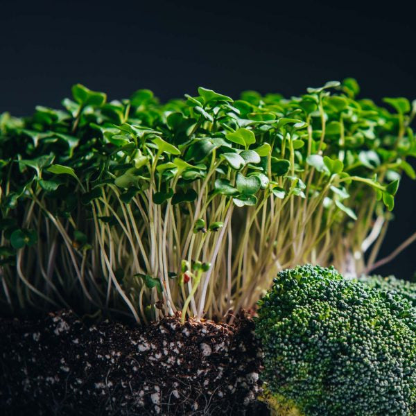 Broccoli Microgreens