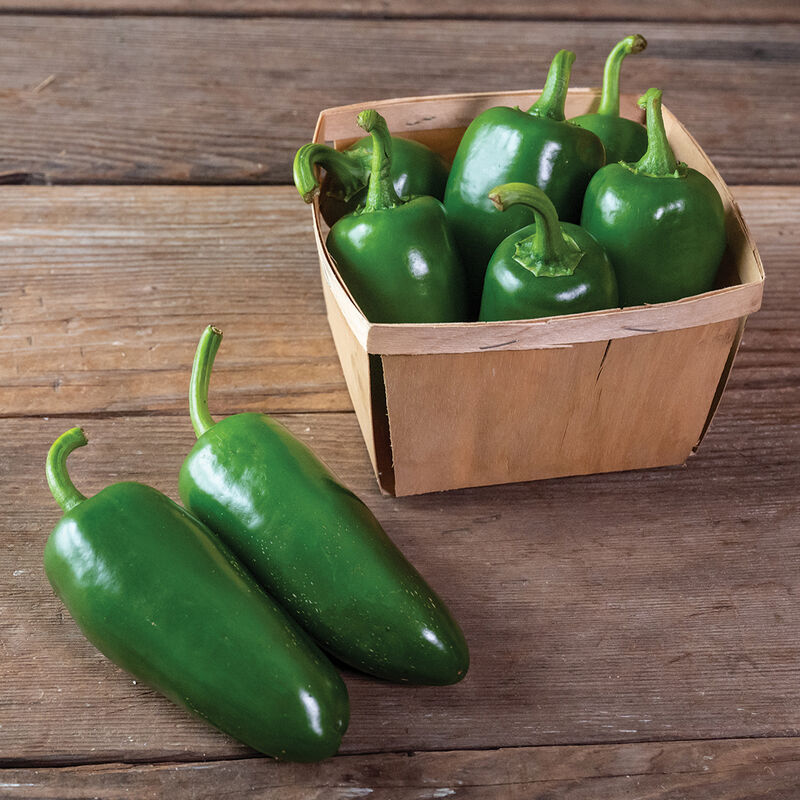 Pantera Jalapeno Pepper
