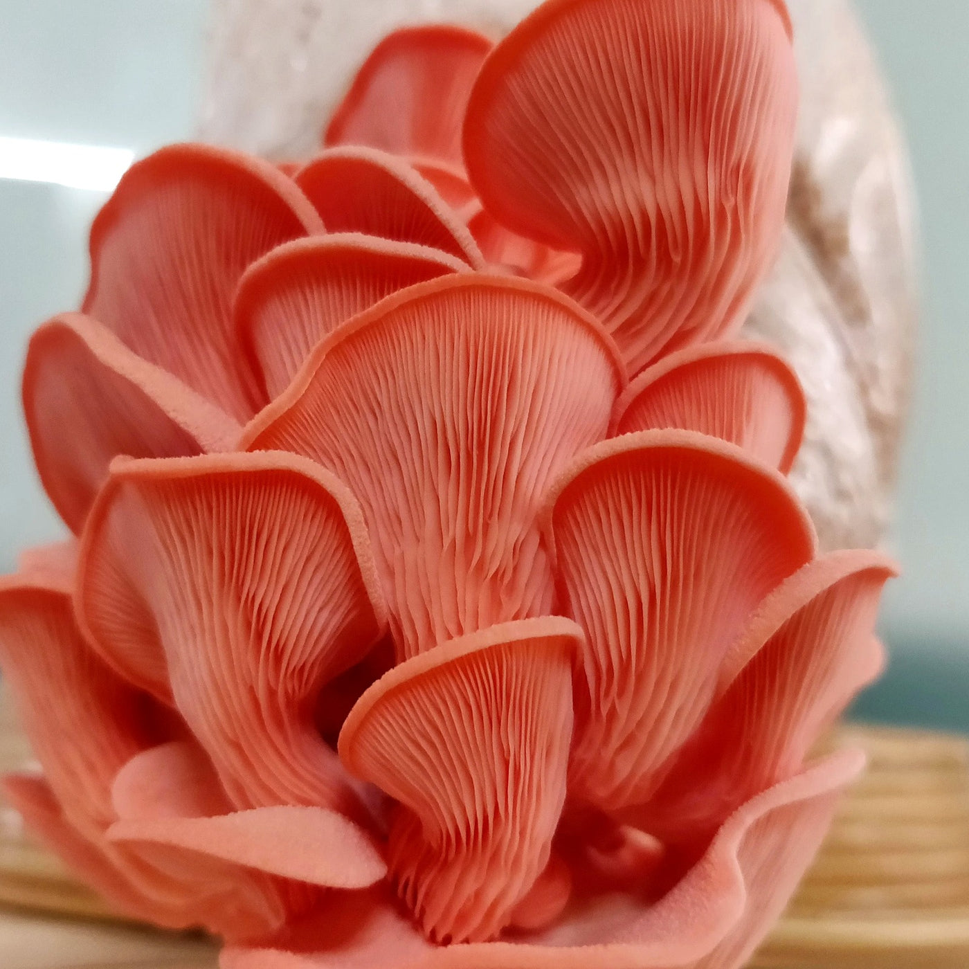 Pink Oyster Mushrooms