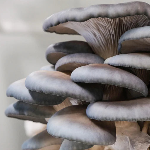 Blue Oyster Mushroom