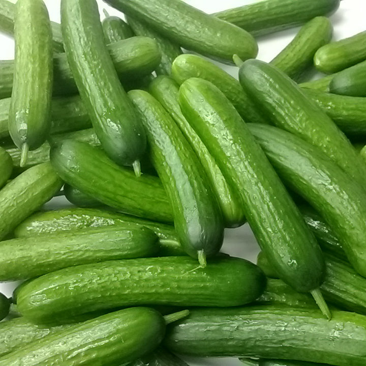 Katrina Mini Cucumber